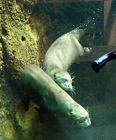 [The head of the second otter is about a foot down the back of the first otter as the two of them swim in a tank. Their swimming eyelid covers their eyes giving them an otherworldly look. The both have long whiskers both near their mouths and beside their eyes.]